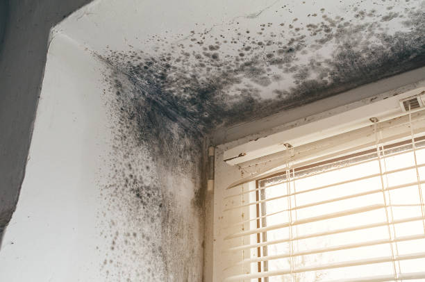Trusted Attic Mold Removal service in Beaverton, MI - Cheap Mold Removal